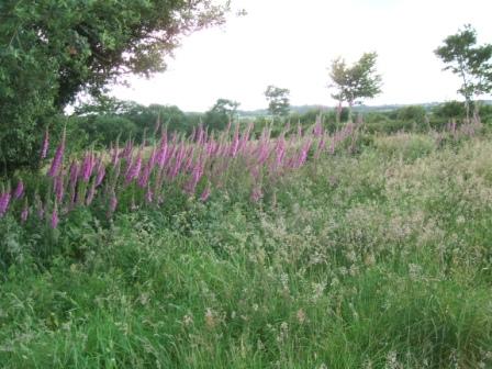 Foxgloves